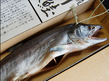 塩引き鮭