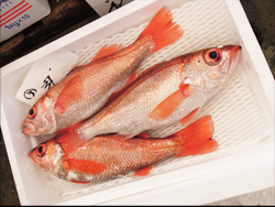 鮮魚