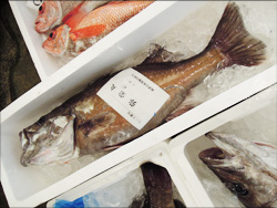鮮魚