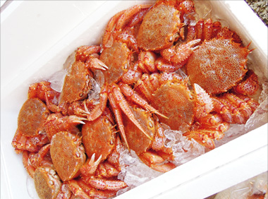 鮮魚