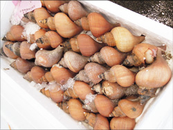 鮮魚