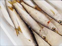 鮮魚