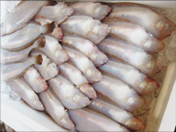 鮮魚