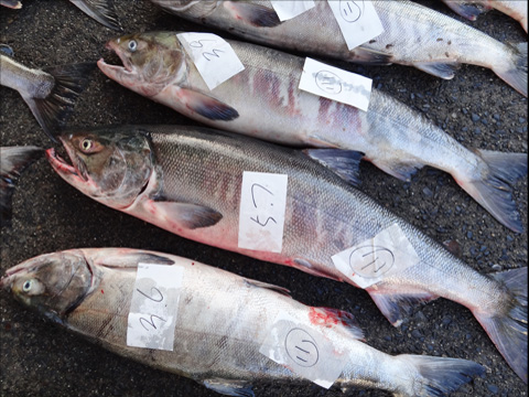 鮮魚