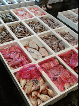 鮮魚