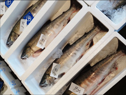 鮮魚