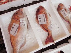 鮮魚