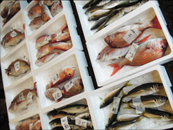 鮮魚